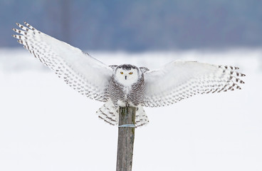 Snowy owl landing on a wooden post in Ottawa, Canada