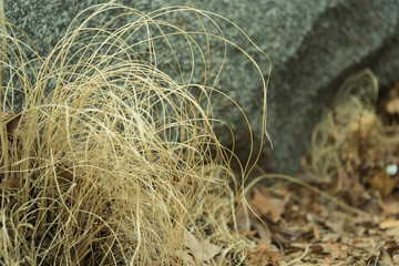 Dried grass in winter and stone