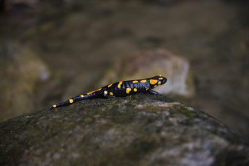 Wild  fire salamander on the stone near the river. Closeup wild life nature photography. 