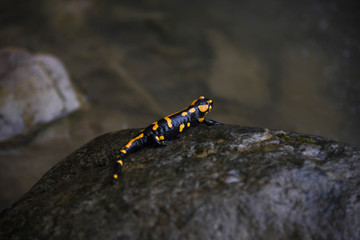 Wild  fire salamander on the stone near the river. Closeup wild life nature photography. 