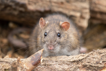 The brown rat (Rattus norvegicus) close up