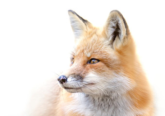 Red fox (Vulpes vulpes) isolated on white background portrait closeup in the winter snow in...