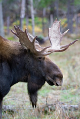Bull Moose with huge antlers Alces alces with huge antlers closeup in the forest in Quebec, Canada