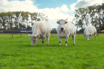 Fototapeta na wymiar Tree white cows grazing in the field near a highway in the Netherlands