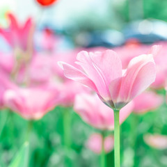 spring tulip blooms in the garden, romantic and dreamy mood, lilac and aqua menthe colors, the concept of youth and growth