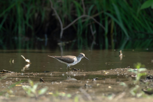 The common sandpiper (Actitis hypoleucos) is a small Palearctic wader. The common sandpiper (Actitis hypoleucos) in the natural environment.