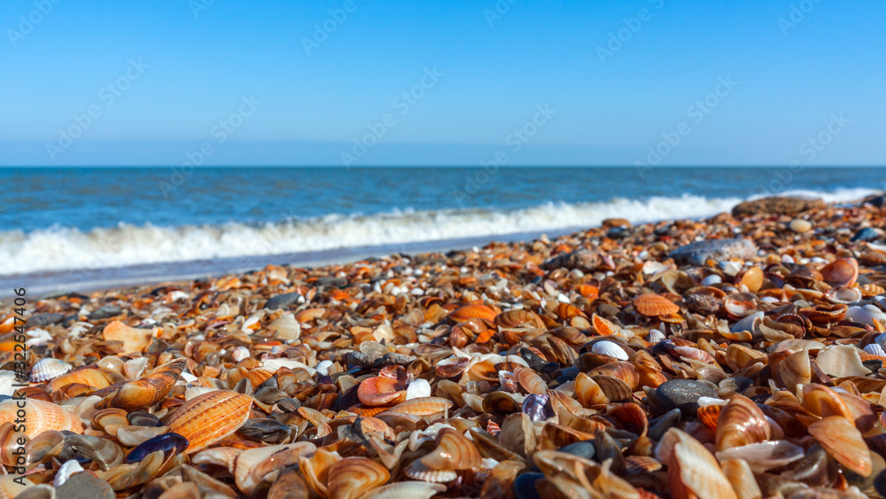 Wall mural Sea shore with a small shells