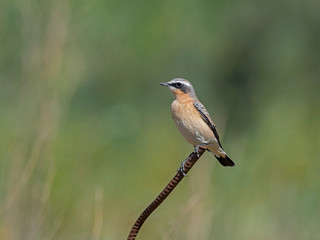 he northern wheatear or wheatear (Oenanthe oenanthe) is a small passerine bird family Muscicapidae.
