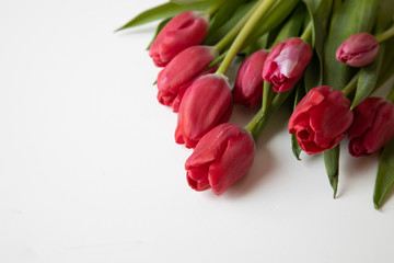 Obraz premium Red Tulips isolated on a white background with copy space