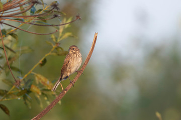 The common reed bunting (Emberiza schoeniclus) is a passerine bird in the bunting family Emberizidae.