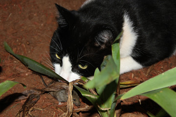 Cat catching a mouse.