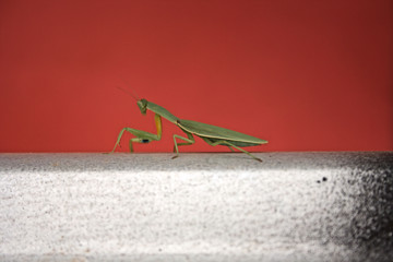 Praying Mantis  is named for its prominent front legs