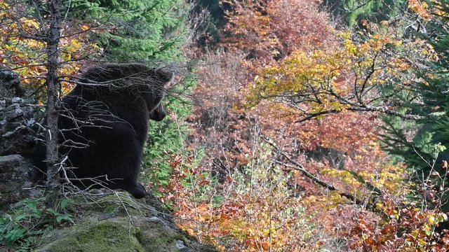 European brown bear (Ursus arctos arctos) on cliff top looking over forest with foliage in autumn colours