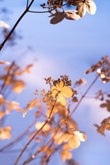 Dried hydrangea flowers in the winter garden. The rays of the sun on the flowers.