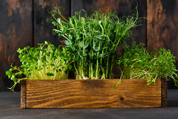 Microgreen pea sprouts on old wooden table. Vintage style. Vegan and healthy eating concept. ...