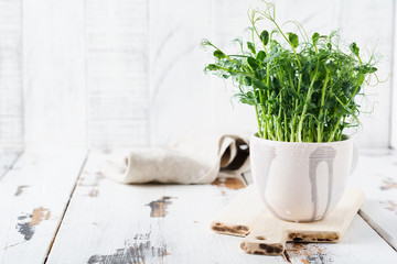 Microgreen pea sprouts on light old wooden table. Vintage style. Vegan and healthy eating concept.  Growing sprouts. Selective focus.