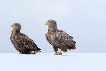 White-tailed Eagle - Hokkaido Shiretoko Peninsula - Winter Rausu Port