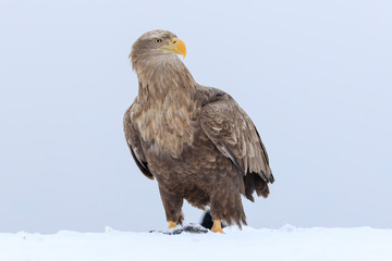 White-tailed Eagle - Hokkaido Shiretoko Peninsula - Winter Rausu Port