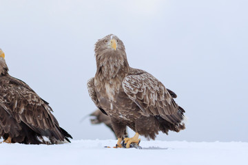 White-tailed Eagle - Hokkaido Shiretoko Peninsula - Winter Rausu Port