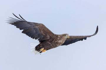 White-tailed Eagle - Hokkaido Shiretoko Peninsula - Winter Rausu Port