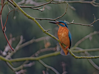 The common kingfisher, Alcedo atthis, also known as the Eurasian kingfisher, and river kingfisher, is a small kingfisher with distribution across Eurasia and North Africa.