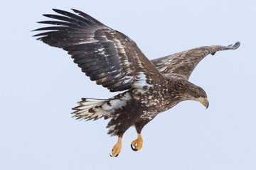 White-tailed Eagle - Hokkaido Shiretoko Peninsula - Winter Rausu Port