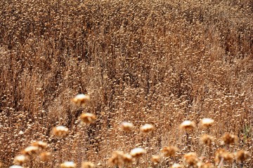 field of dry and brown thistles