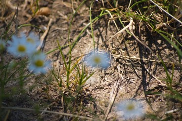 grass and flowers