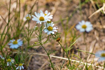 white flowers on green background