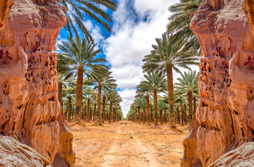 Plantation of date palms, agriculture industry in desert areas of the Middle East