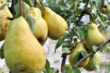 ripe pears on a tree in the orchard