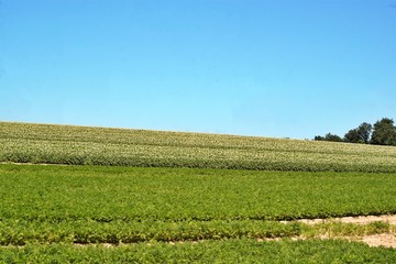 green field and blue sky