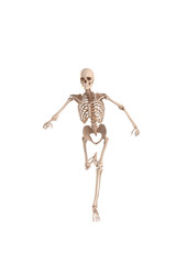 Skeletal