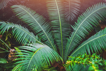 Beautiful green palm leaves. Tropical garden on a sunny day.