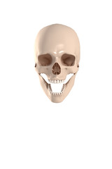 Obraz premium Skull with path