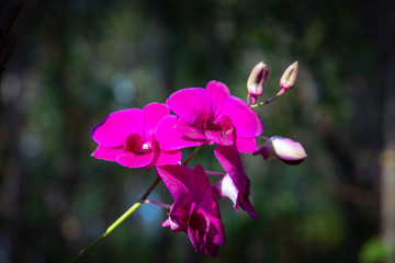 Fototapeta na wymiar Purple orchids are blooming beautifully in the deep forest.