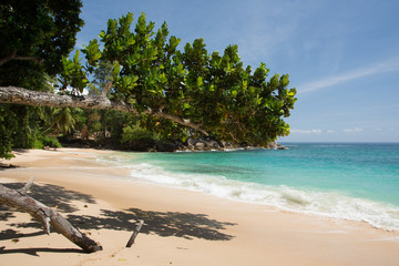 Baum &uuml;ber Strand