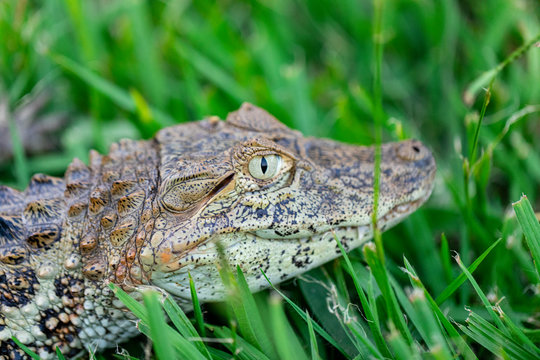 Close up on the yellow crop alligator (Caiman latirostris)