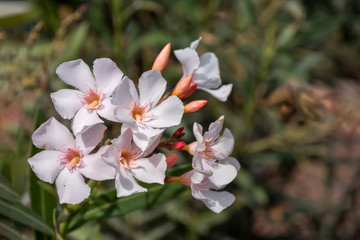 White rose laurel - Nerium oleander - Dog Venom Family
