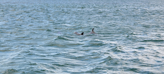 pareja de delfines nadando en el mar