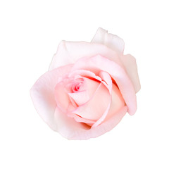 Pastel pink of beautiful rose flower isolated on white background