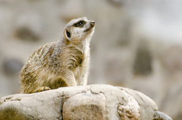 Suricata (Suricatta) 