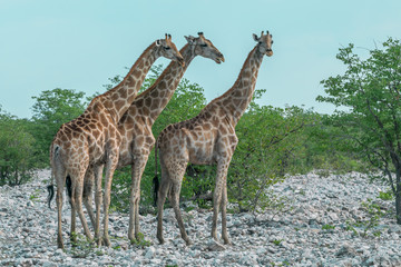 Obraz na płótnie Canvas Three Giraffes in Etosha NP, Namibia