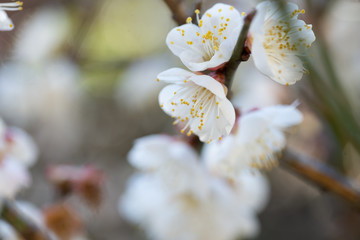 満開の梅の花