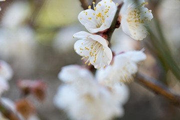 満開の梅の花