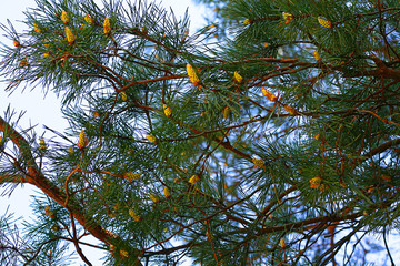 young cones on a pine branch in the spring