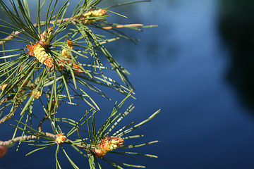 young cones on a pine branch