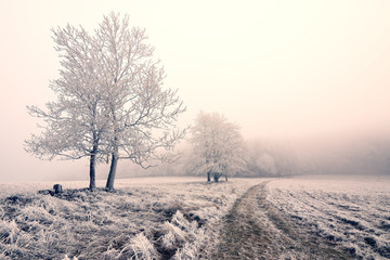 Fototapeta na wymiar Winter landscape - forest snowy winter tree