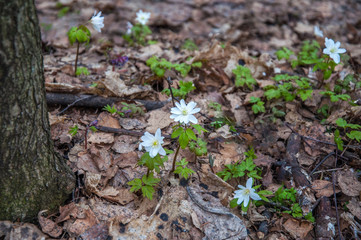 First white snowdrops in the spring forest