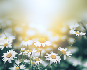 Chamomile daisy flower in nature soft blur background.